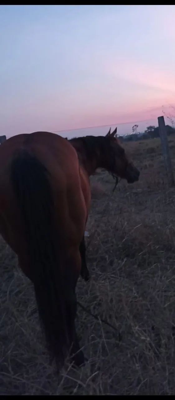 Potro quarto de milha  - Foto 6