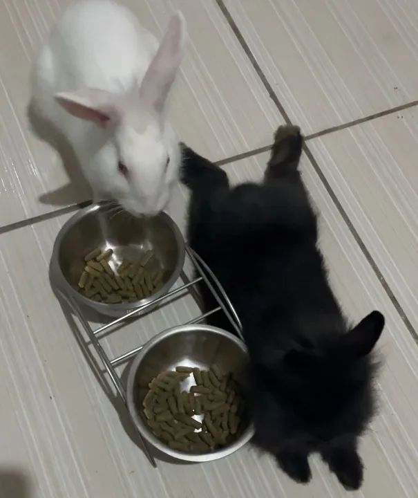 DOANDO CASAL DE COELHOS - Foto 2