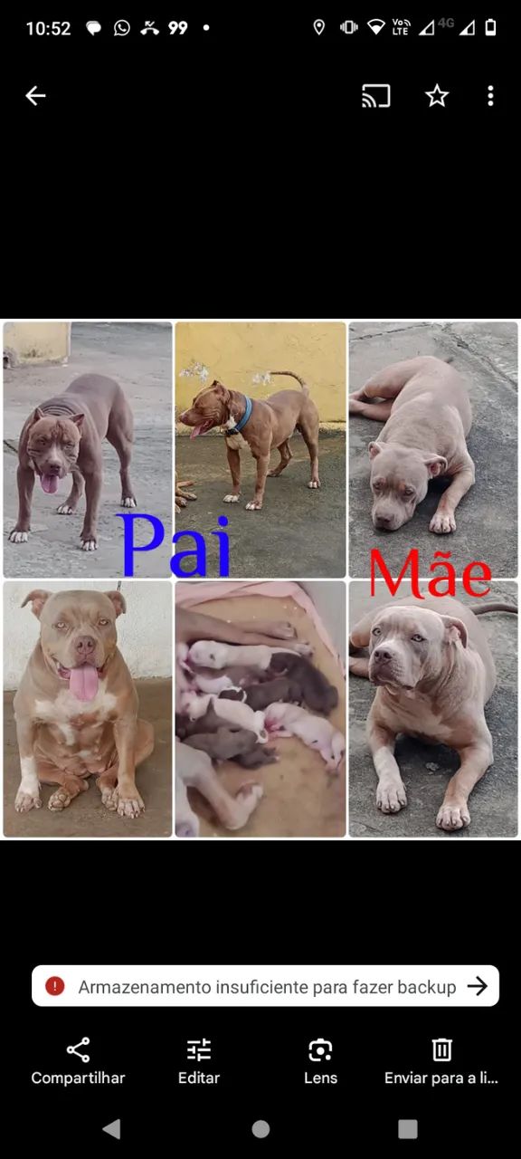  Filhotes Pit Monsters 2 meses - Foto 2