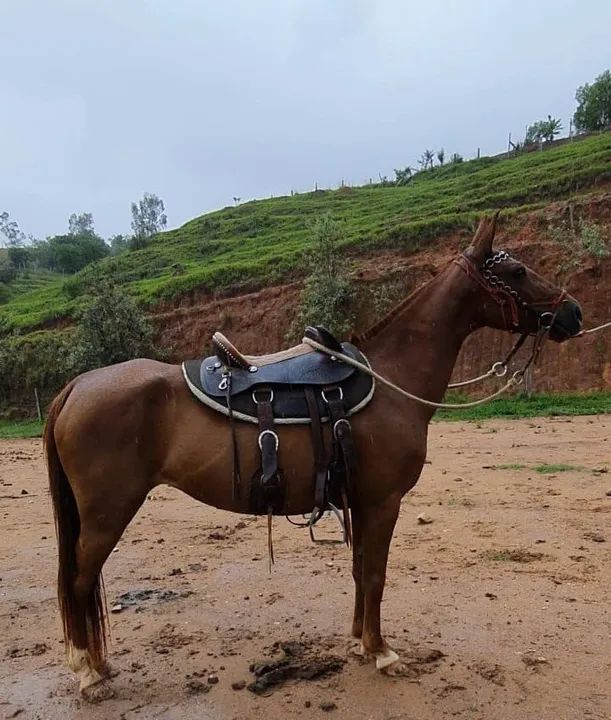 EGUINHA LUXO (barato no Pix) - Foto 3