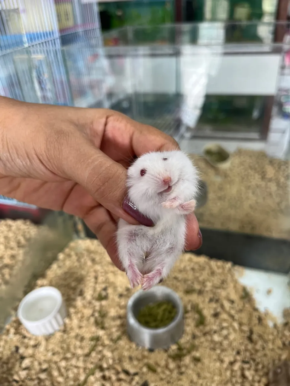 Hamster anão russo filhote