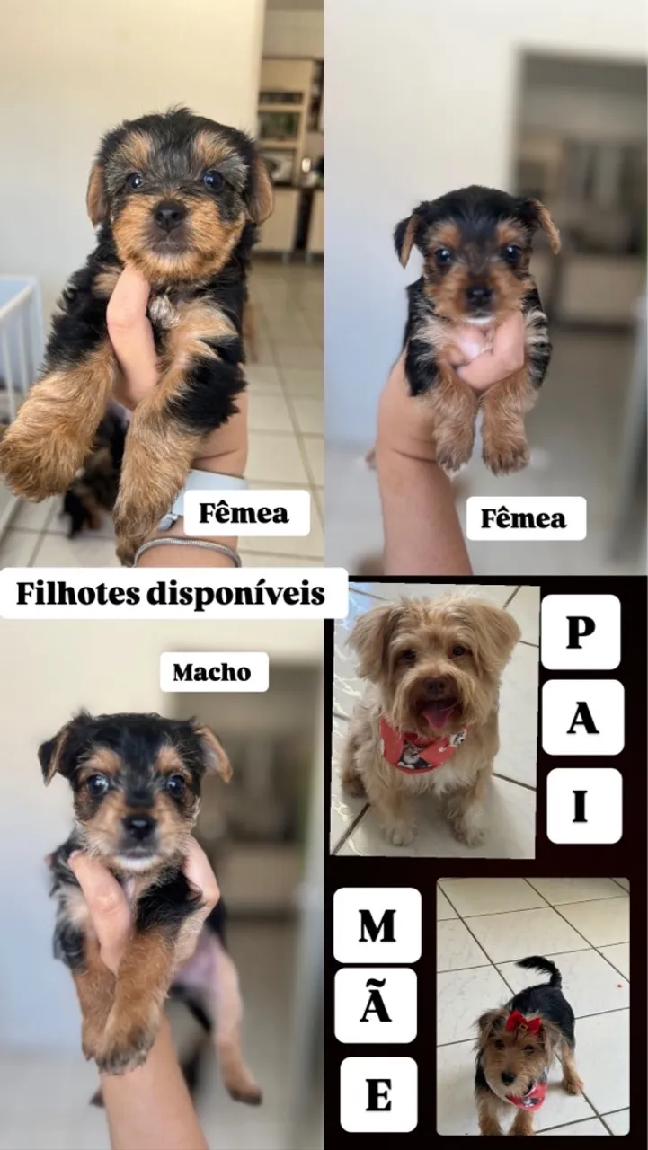 Filhotes disponíveis