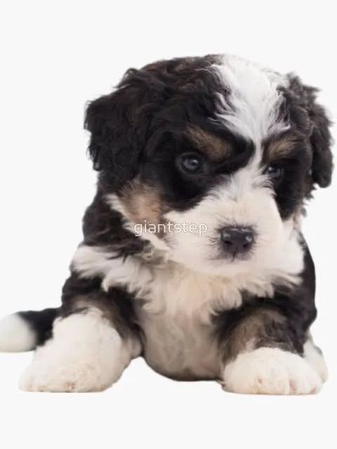 Shipoo caminha brinde zap (85)99990.2592