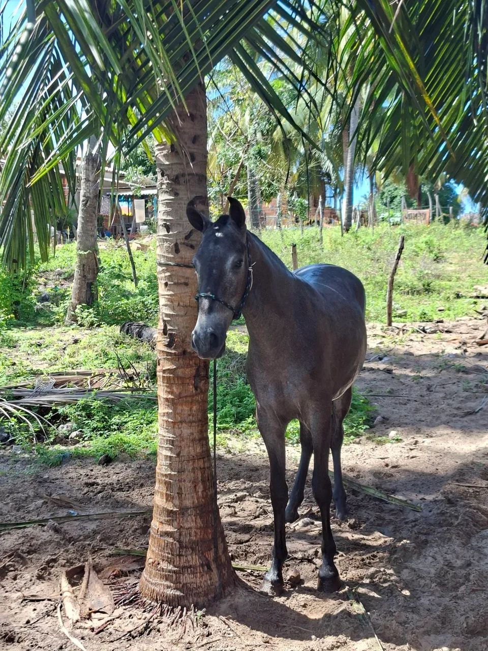 Potro Mangalarga  - Foto 3