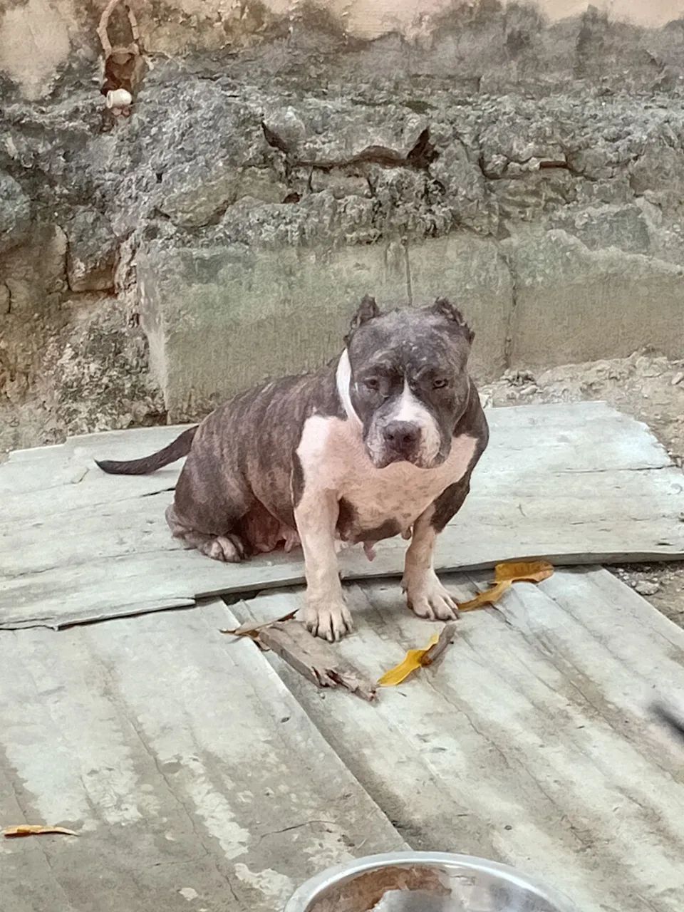 Cães  - Foto 2