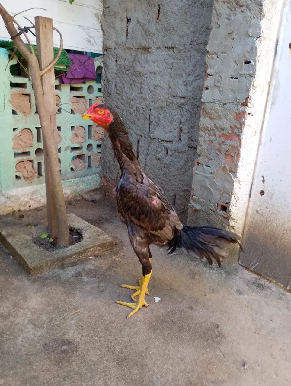 Aves saudável  - Foto 4