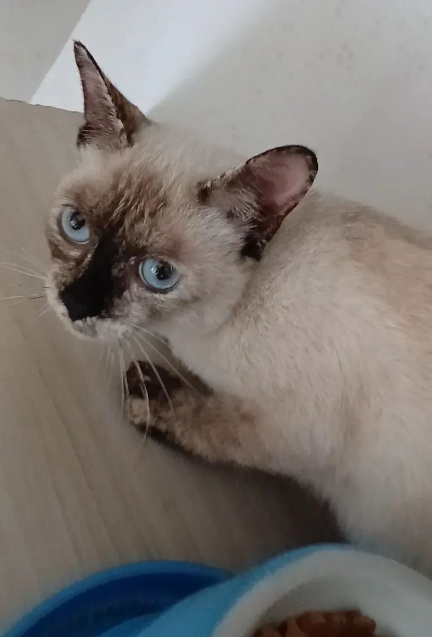 Gata para adoção  - Foto 3