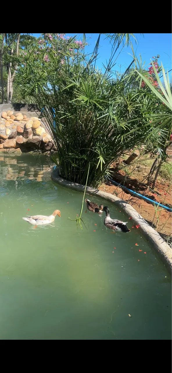 Marrecos cool  - Foto 2