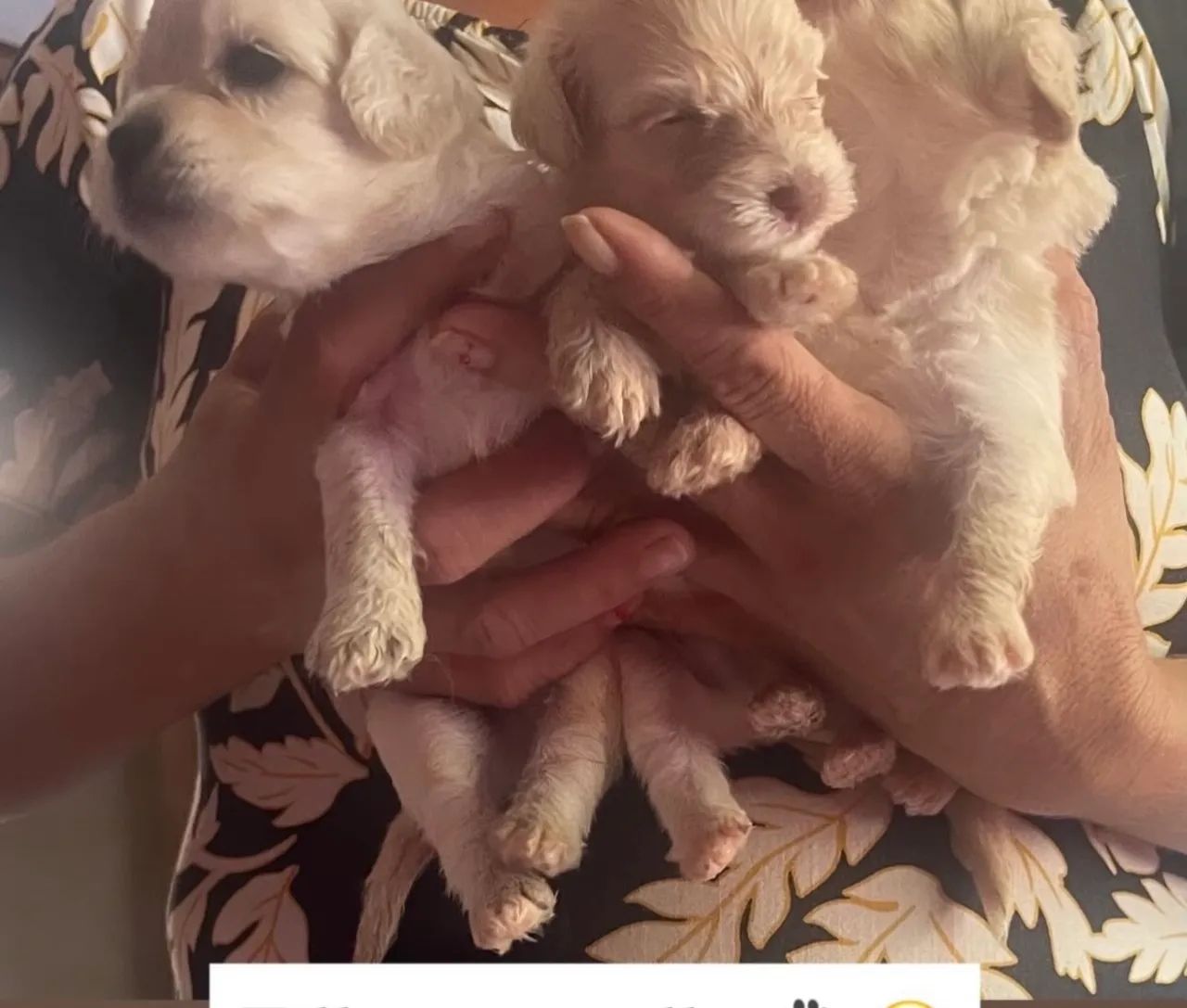 Filhotes podlee - Foto 2