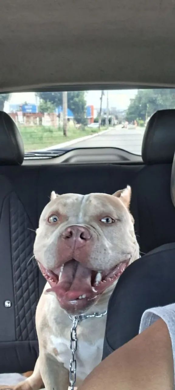 American Bully 