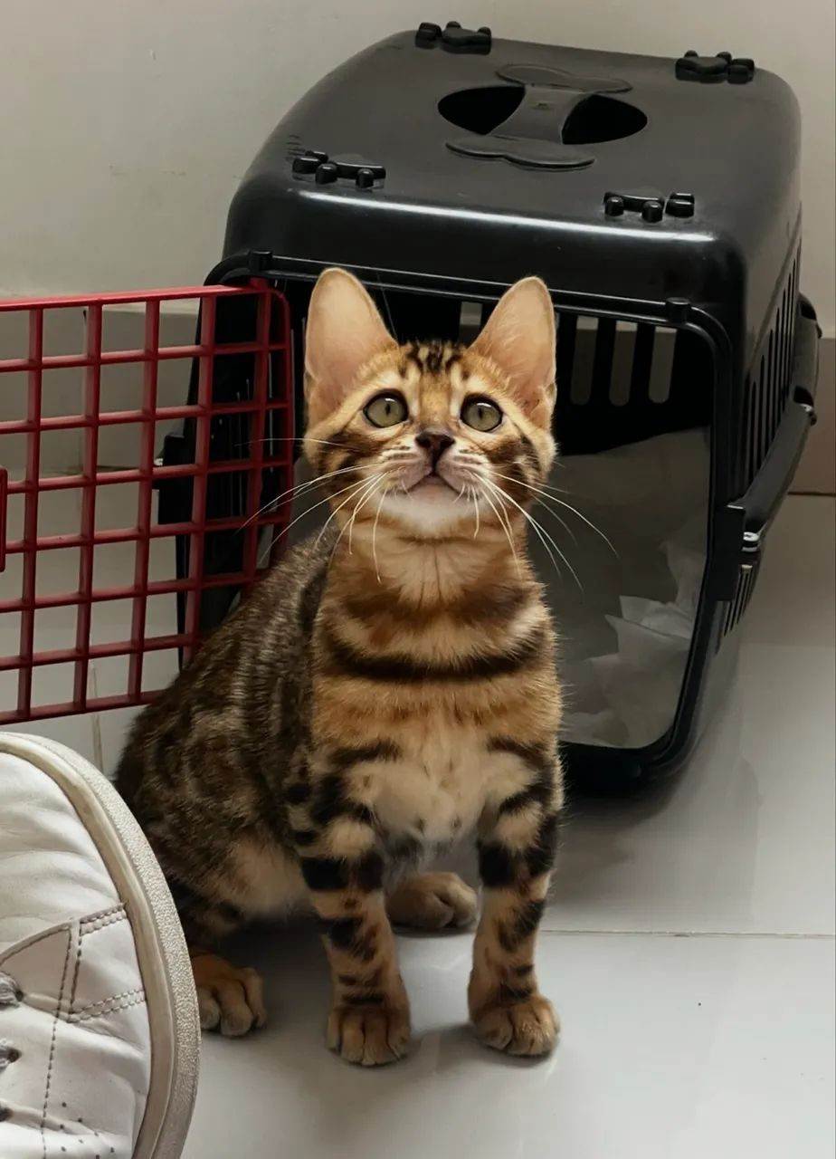 Gato Bengal 2 anos Macho Puro | em 10 vezes sem juros - Foto 5