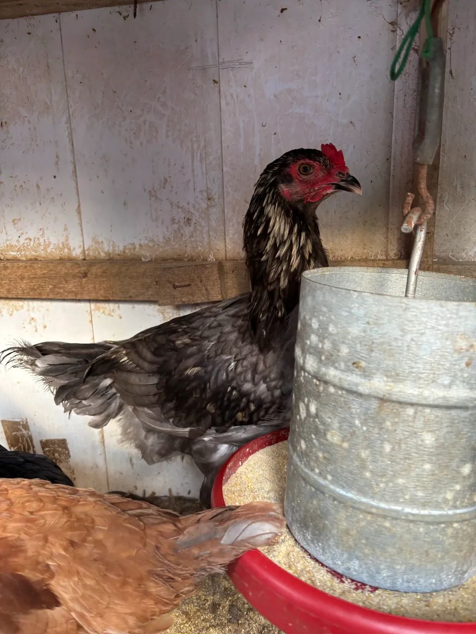 Galos (4 Brahmas) - Foto 3