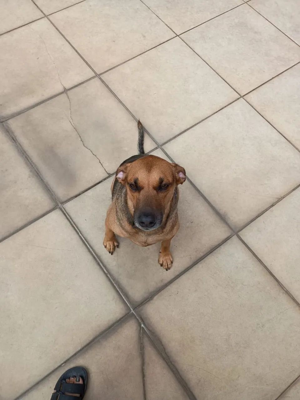 Cachorro para doação  - Foto 4