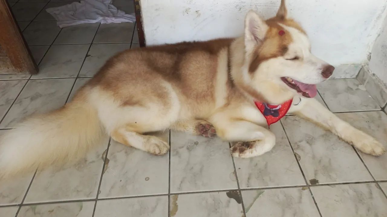 Procuro namorada pra um Husk - Foto 4
