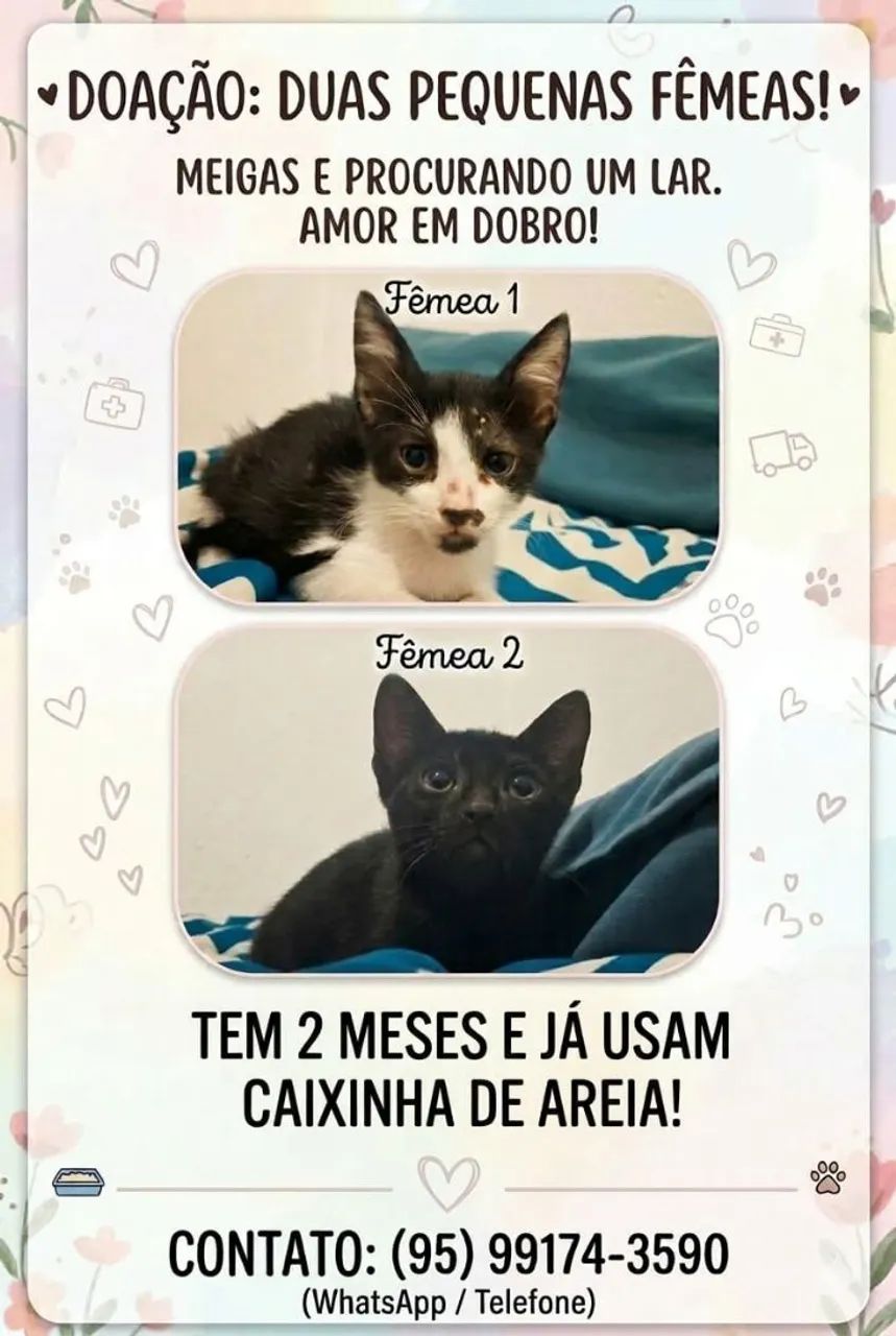 Gatinhas fêmeas filhotes gatas para doação 
