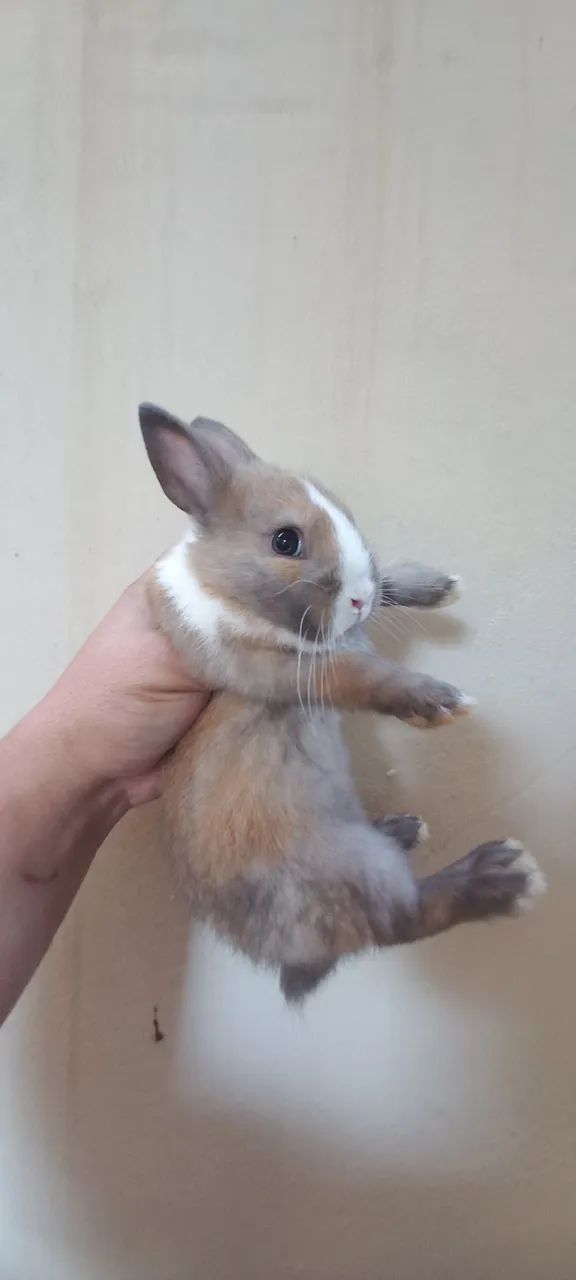 Anões e mini  - Foto 2