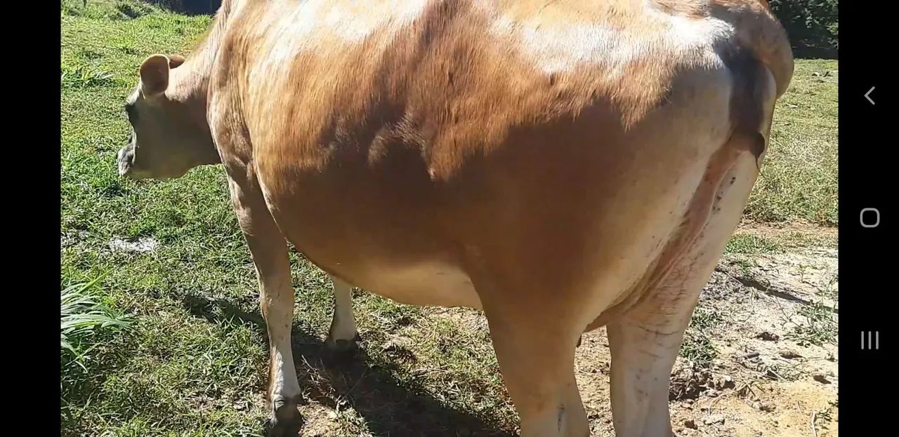 Vaca jersey - Foto 4