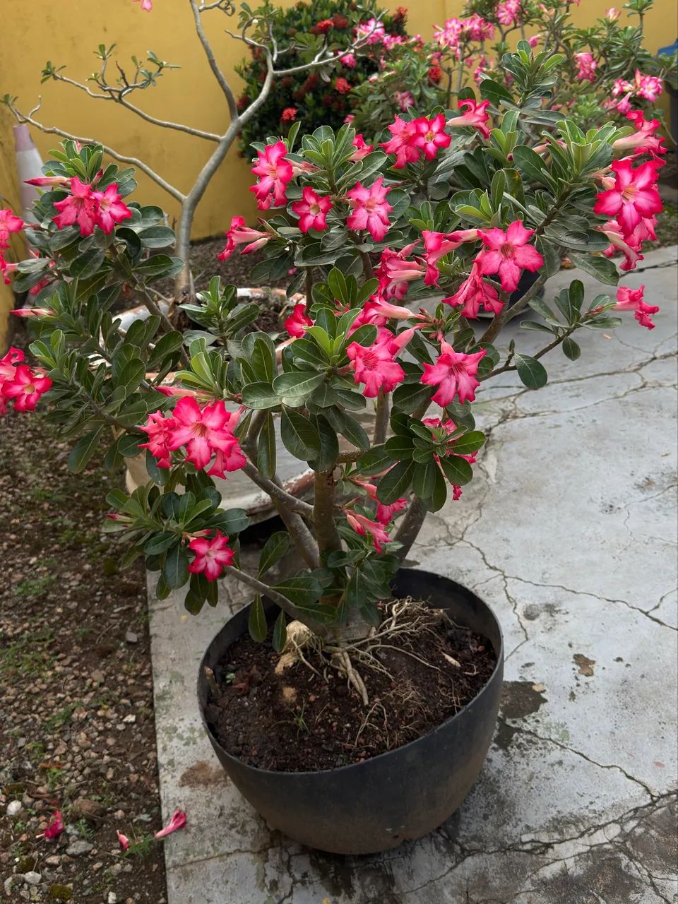 Rosa do deserto