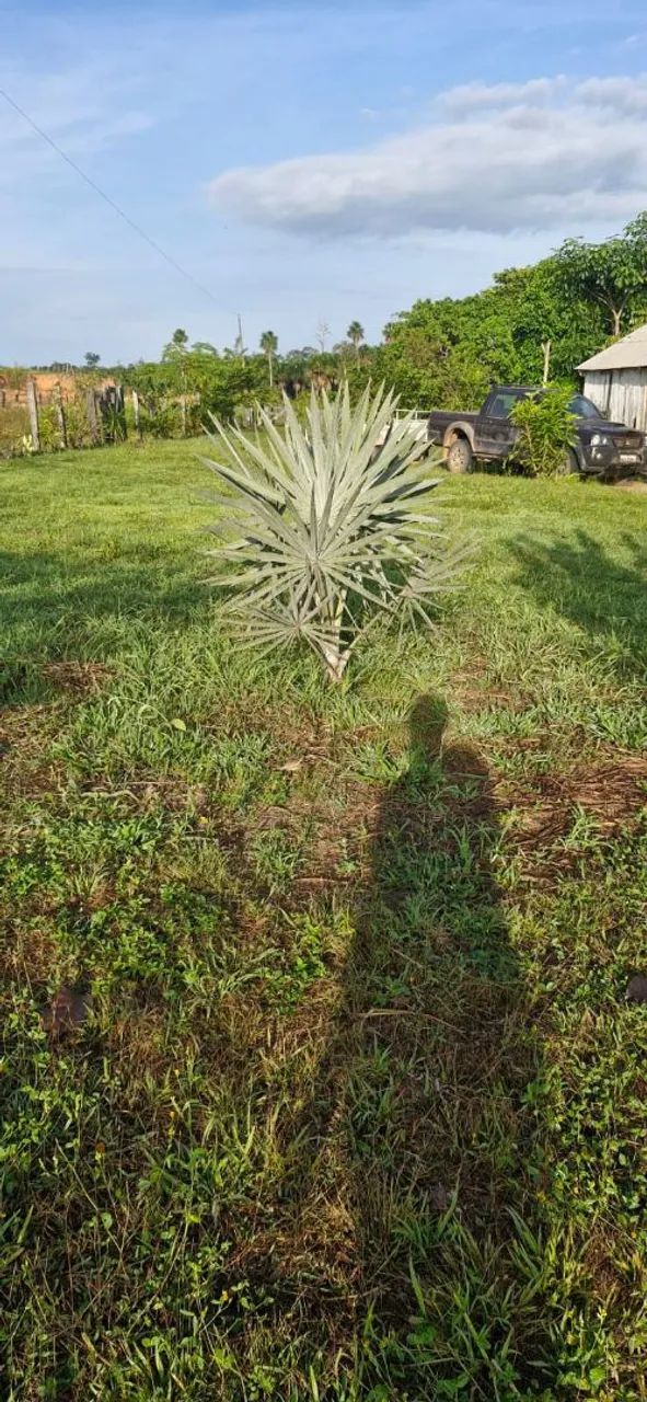 Vendo ou troco sitio no Roxinho - Foto 2