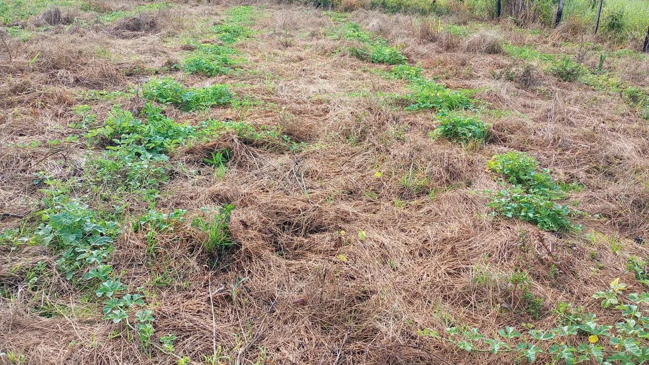 Maxixes verde - Foto 3