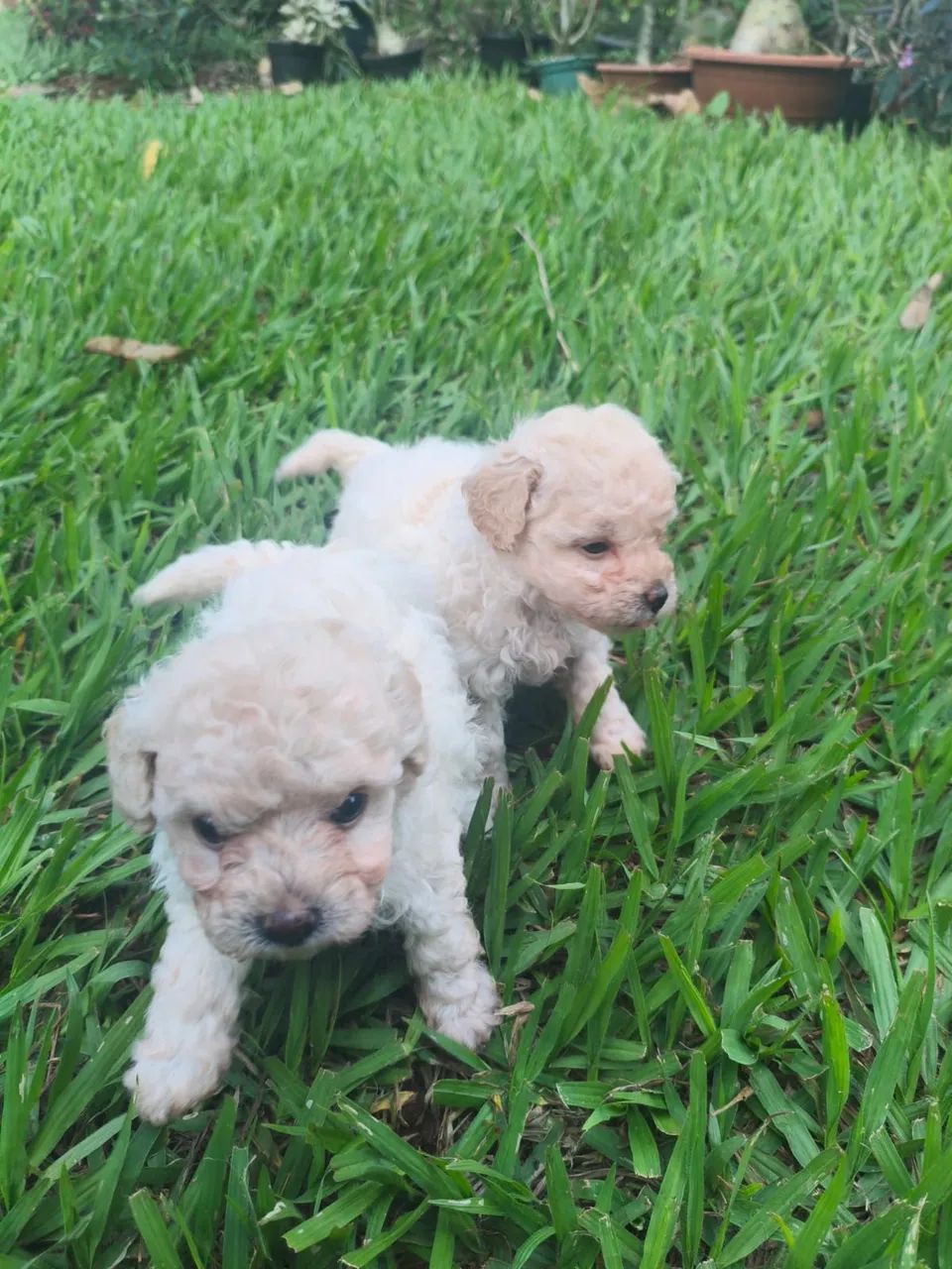 Poodle macho toy $2.300,00 - Foto 3