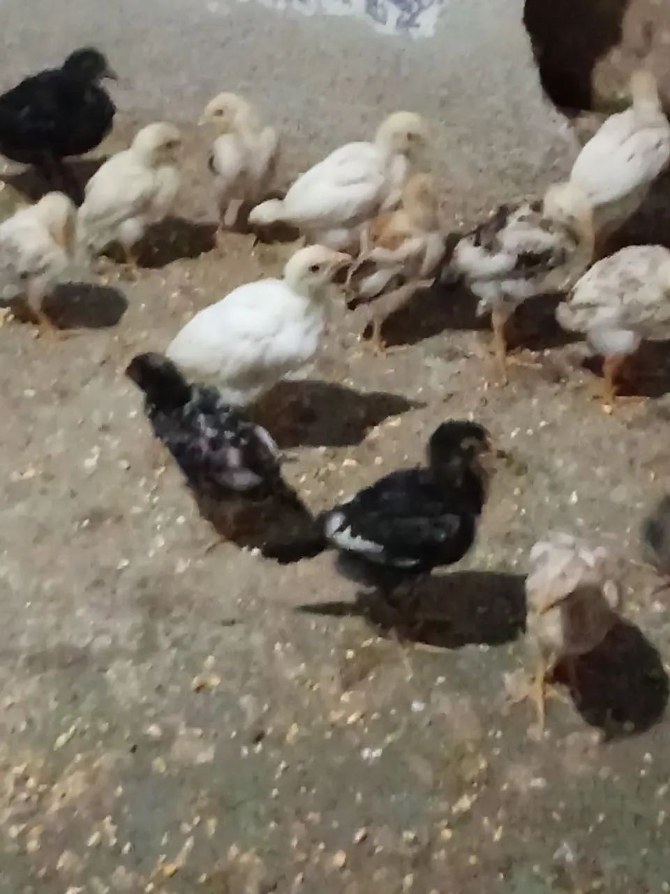 Franguinhos caipira com índio  - Foto 2