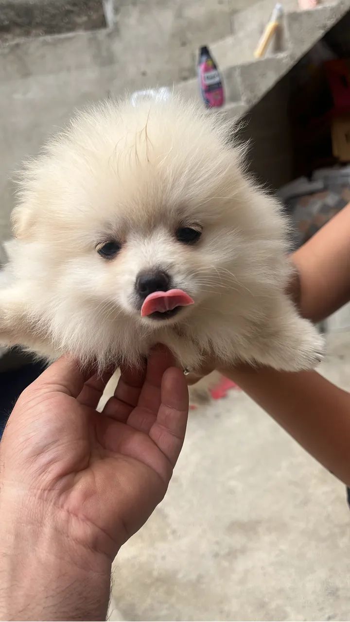 Lulu da pumeranea - Foto 3