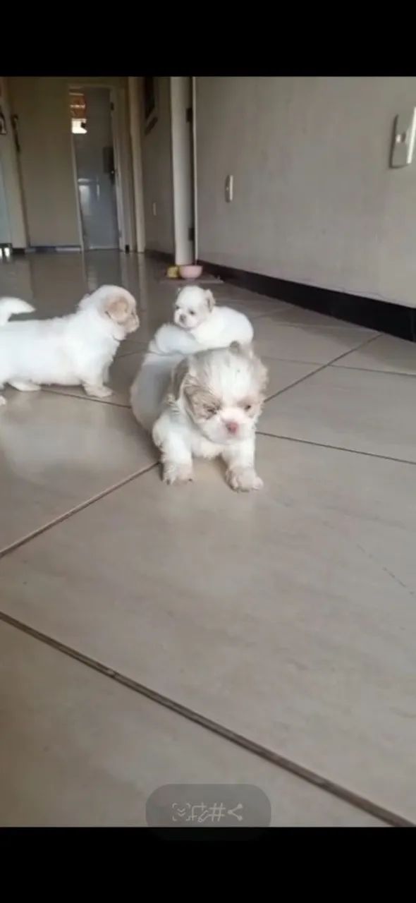 Cachorrinho Shih-tzu - Foto 3