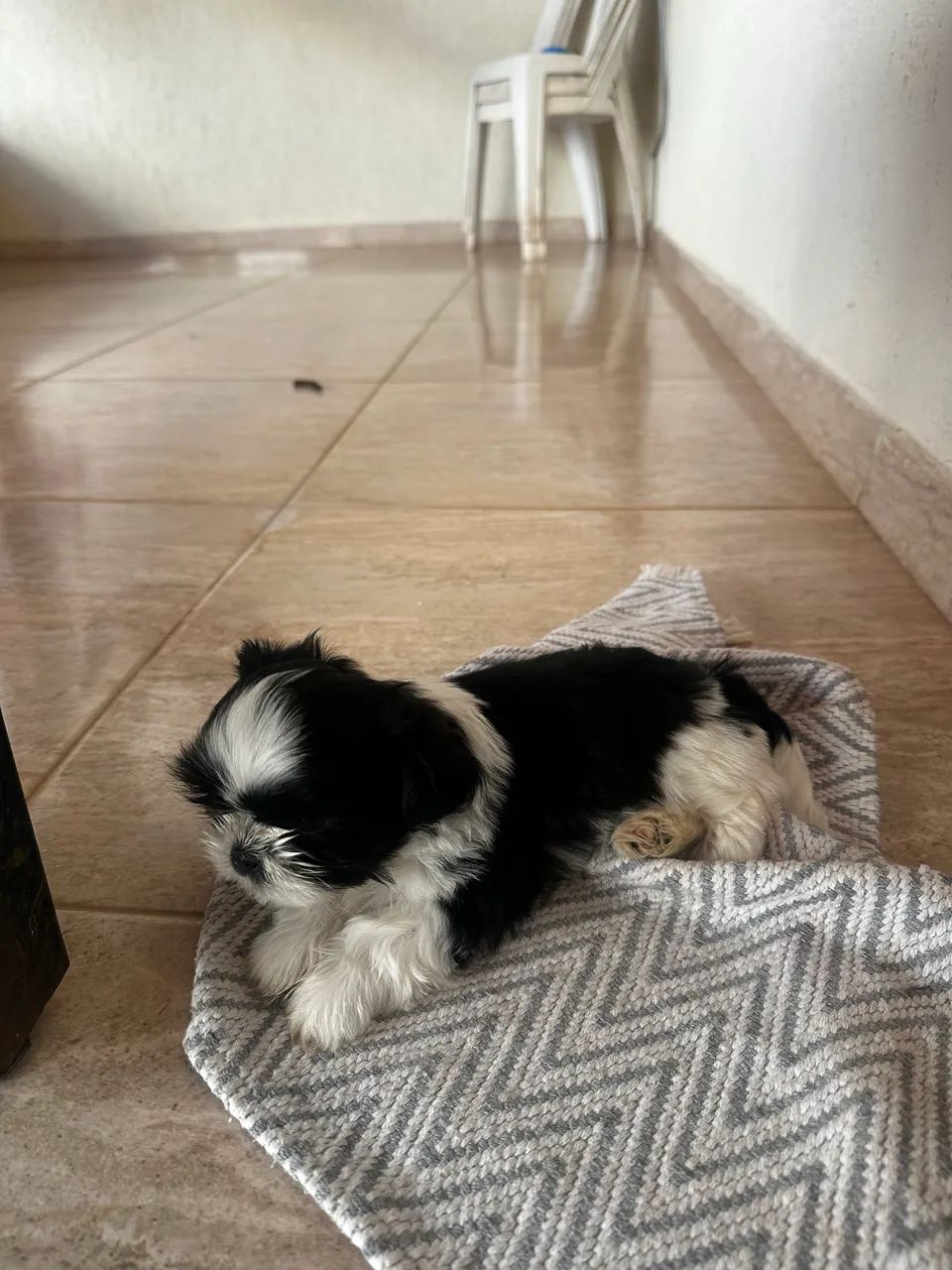 Shih Tzu