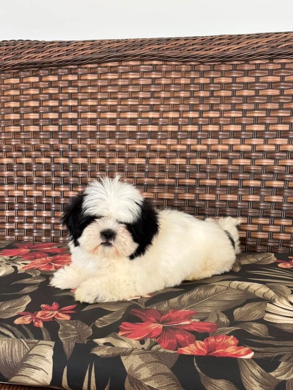Lhasa macho  - Foto 4