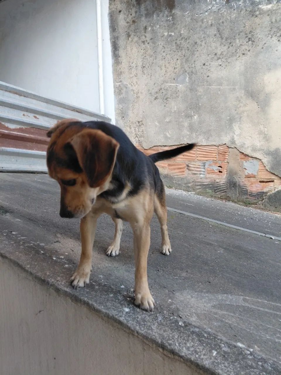lindo cachorrinho doação - Foto 3