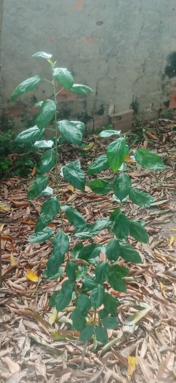 Muda de maça nacilnal vermelha clima quente. - Foto 3