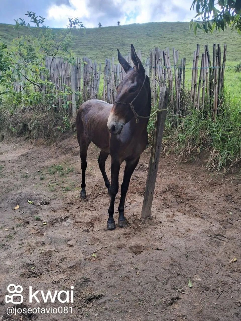 Vendo mula top - Foto 4