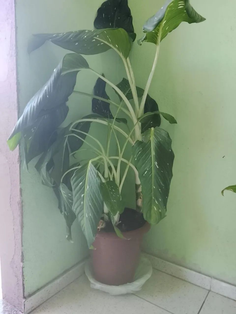 Plantas 1,6 cm