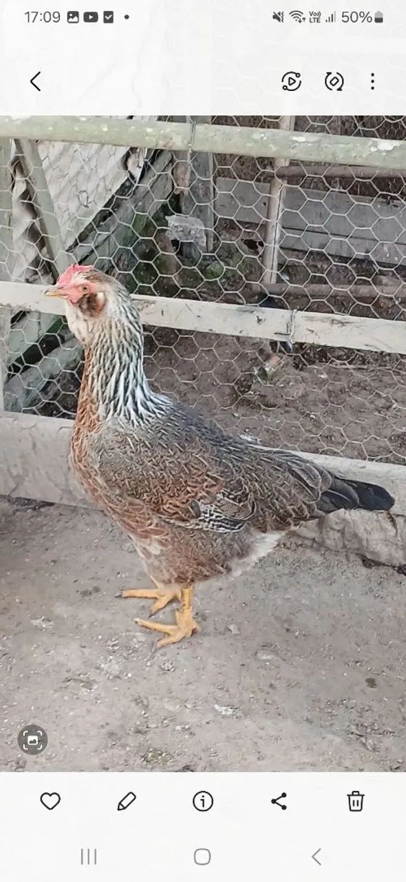 Galinha 
