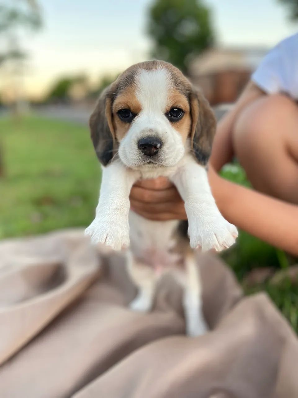 Filhotes Beagle 