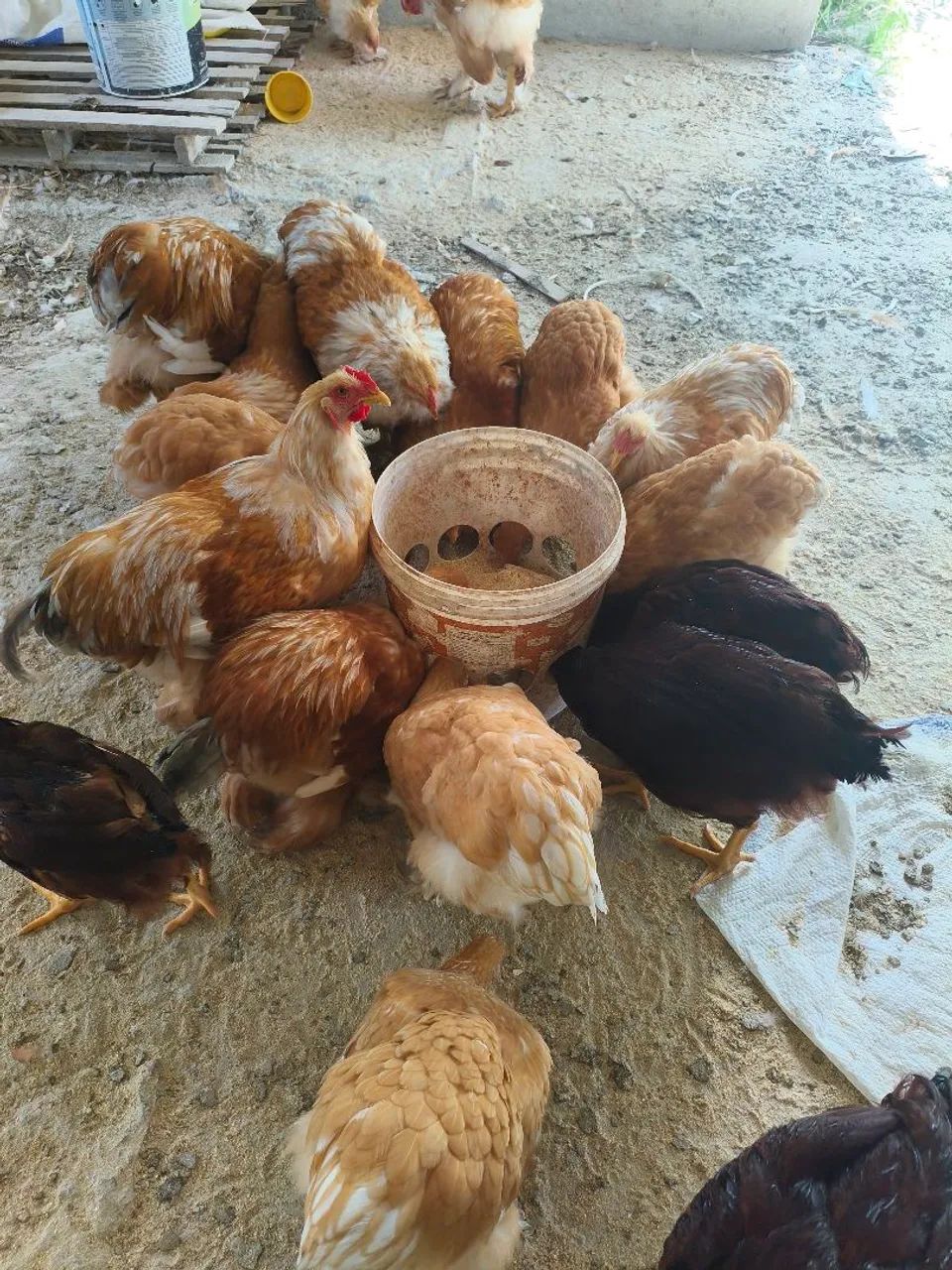 Brahma Lemon  - Foto 2