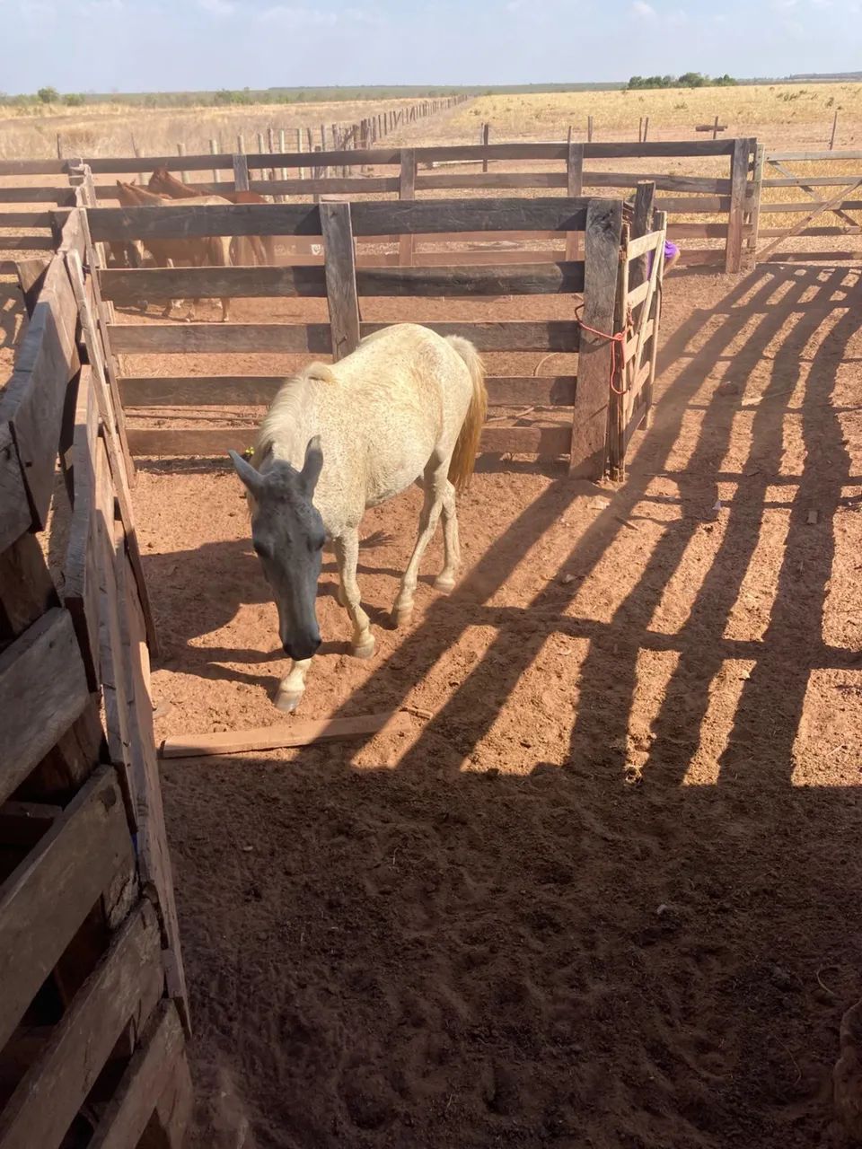 Vendo cavalo manso  - Foto 4