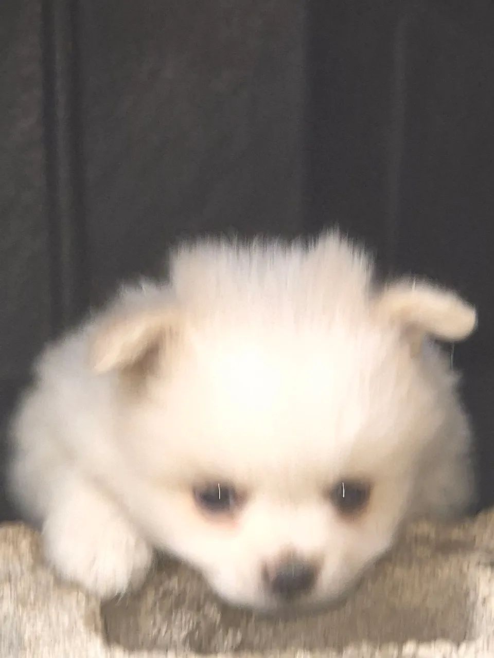 SPITZ ALEMÃO ANÃO  - Foto 3