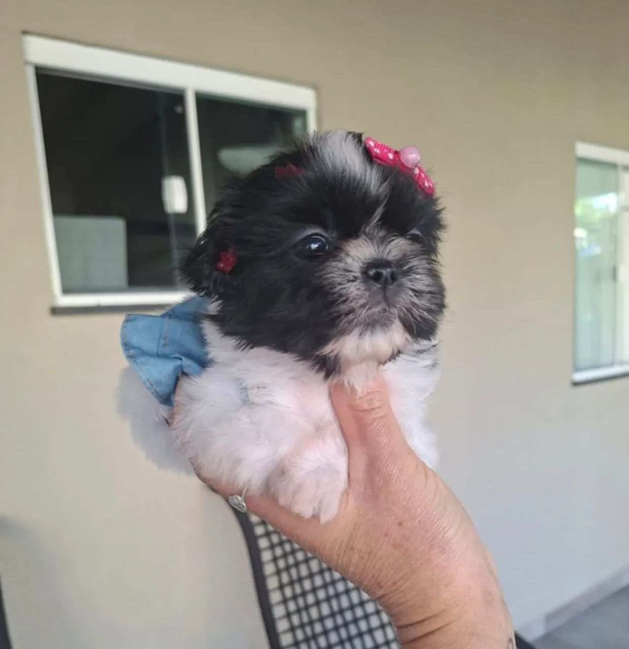 shihtzu fêmea - Foto 2