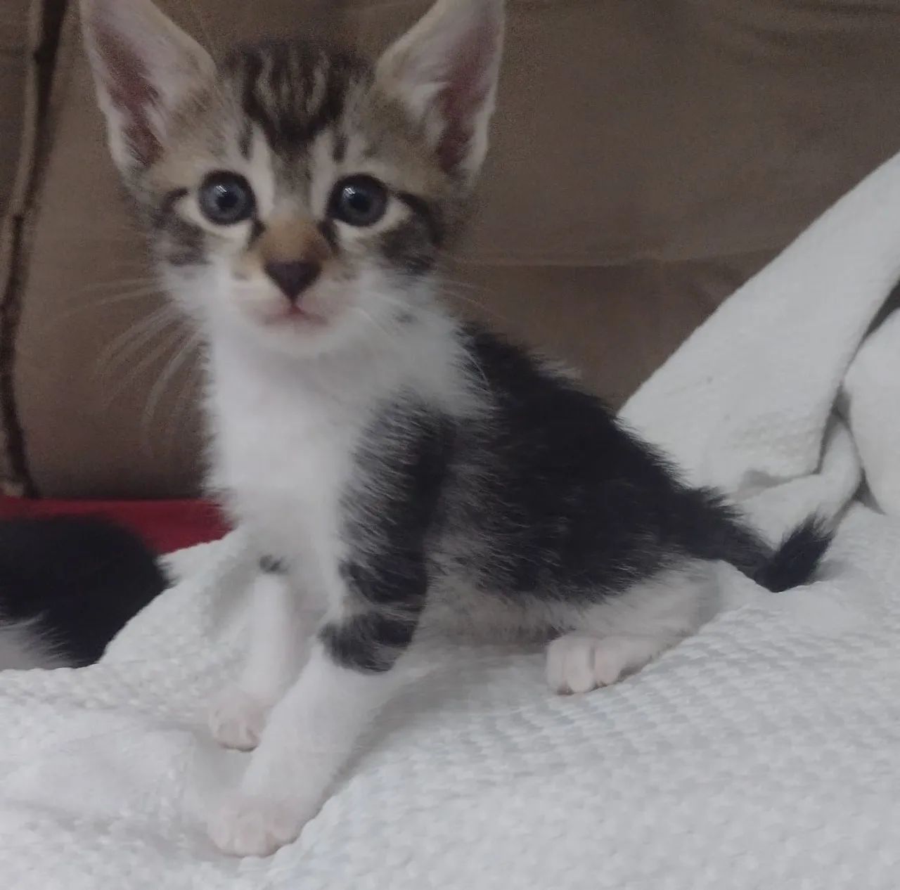 Lindos  gatinhos    são  três machos  duas femeas - Foto 6