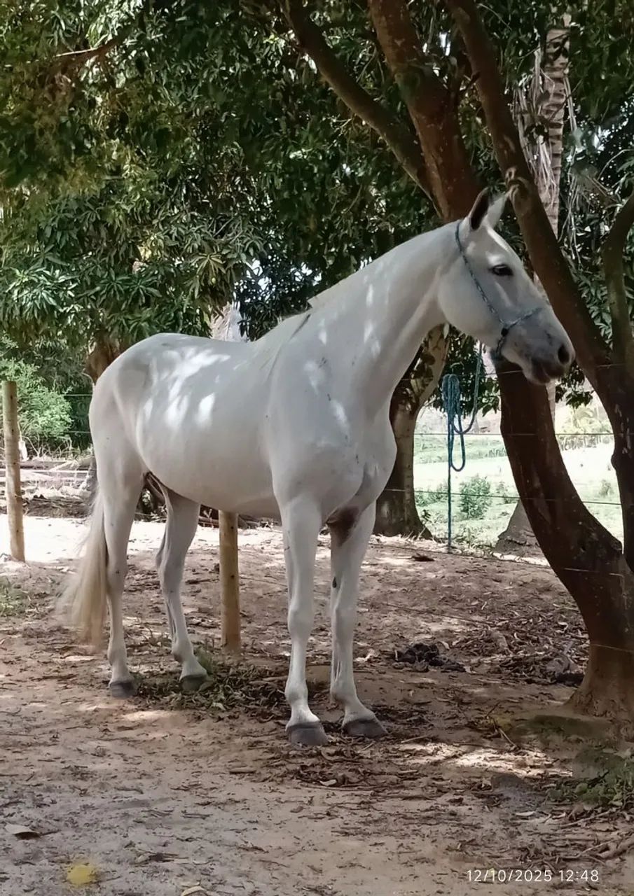 Égua  - Foto 2
