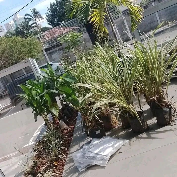 JARDINAGEM E MANUTENÇÃO EM ÁREAS VERDES - Foto 4