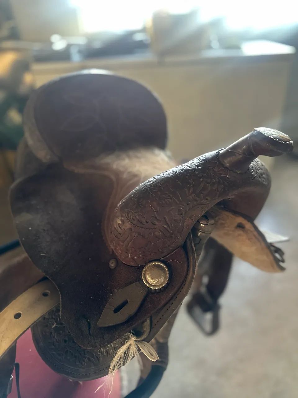 Sela americana  - Foto 5