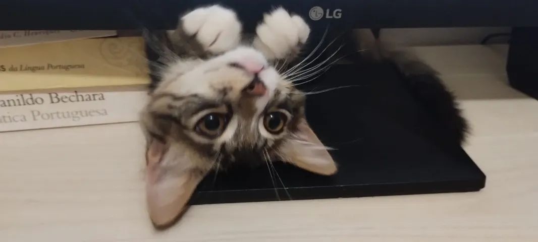 Gato para adoção - Foto 4