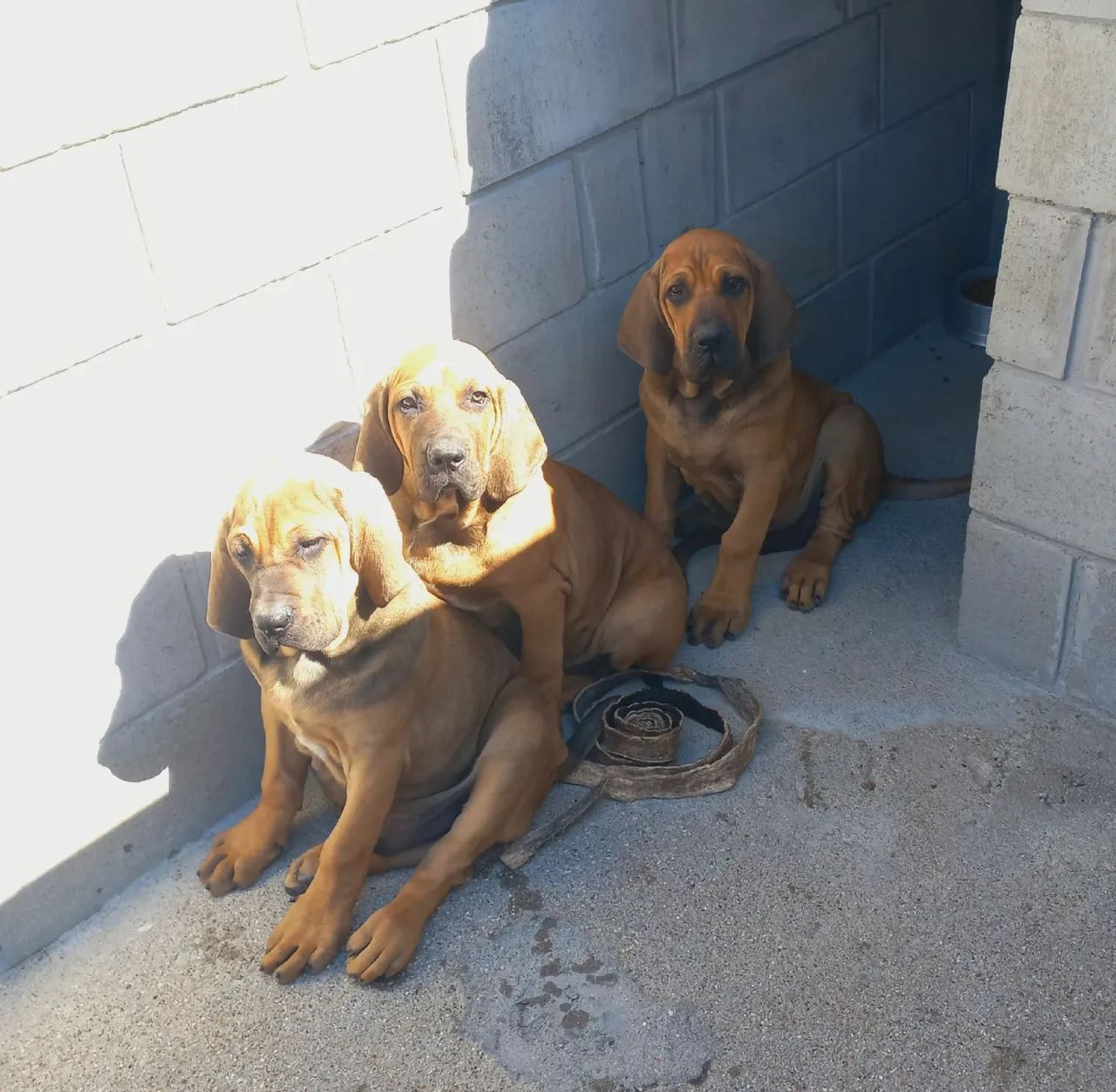 Fila Brasileiro  - Foto 2