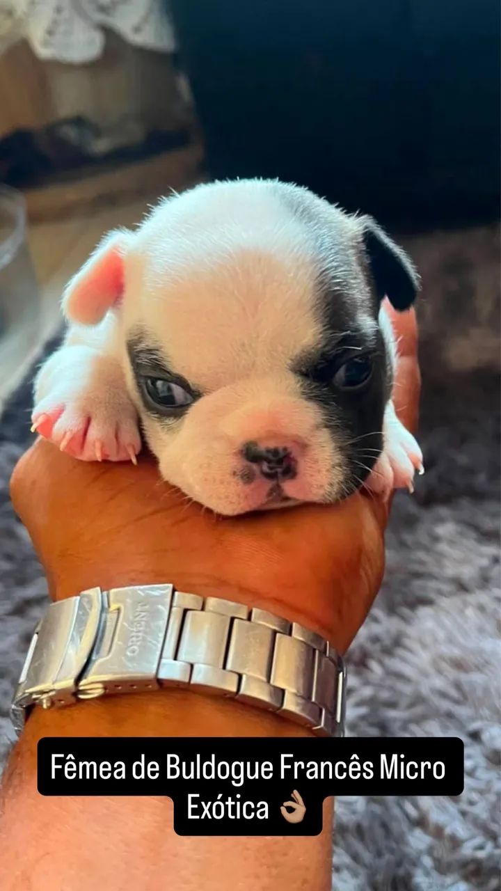 Buldogue Francês Micro Exótico  - Foto 4