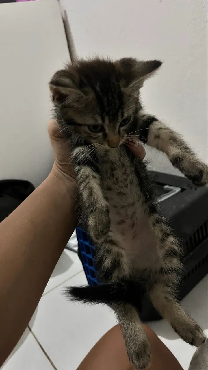 GATINHAs PARA DOAÇÃO - Foto 4