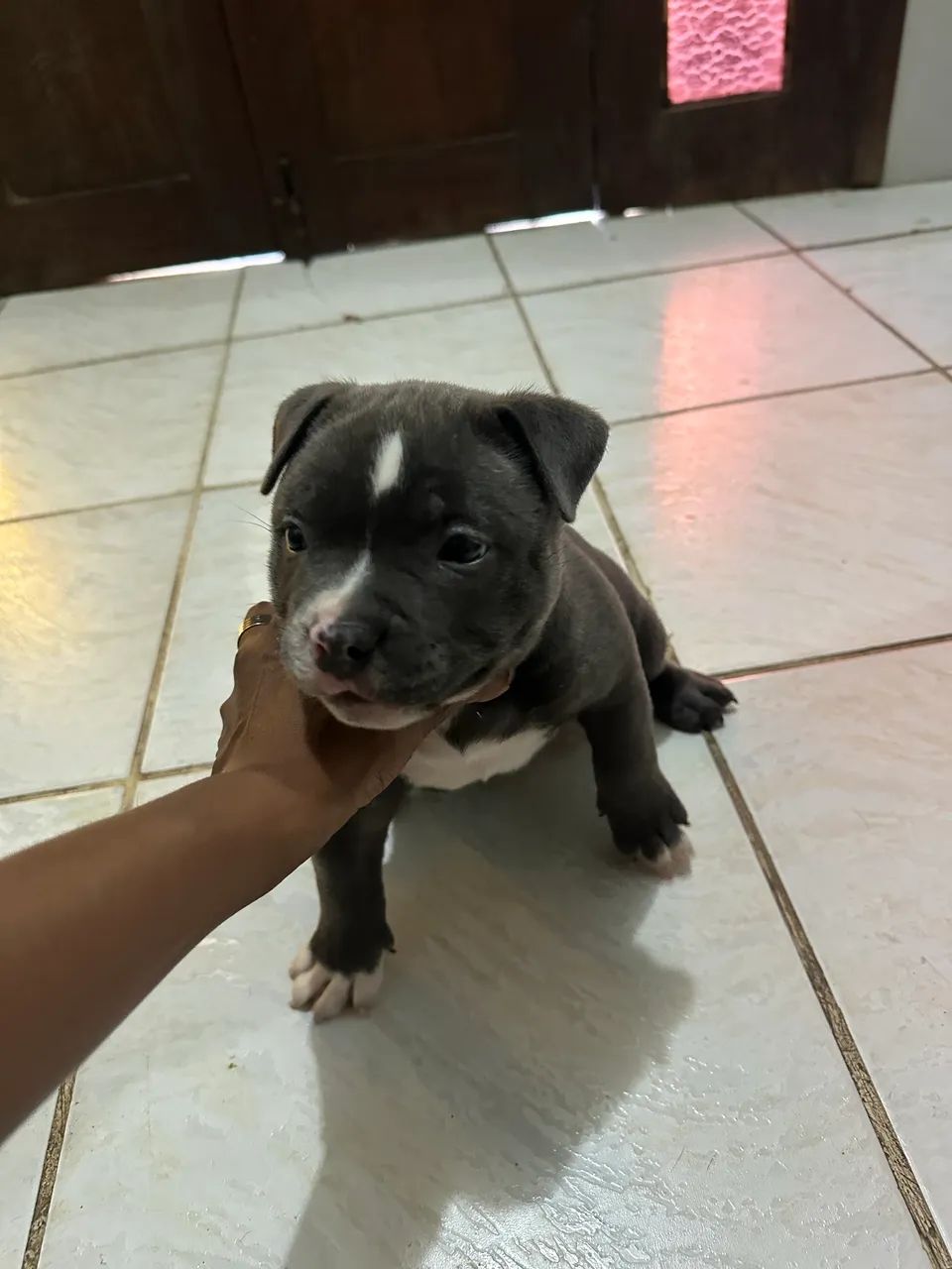 Filhote de American Bull blue  - Foto 2