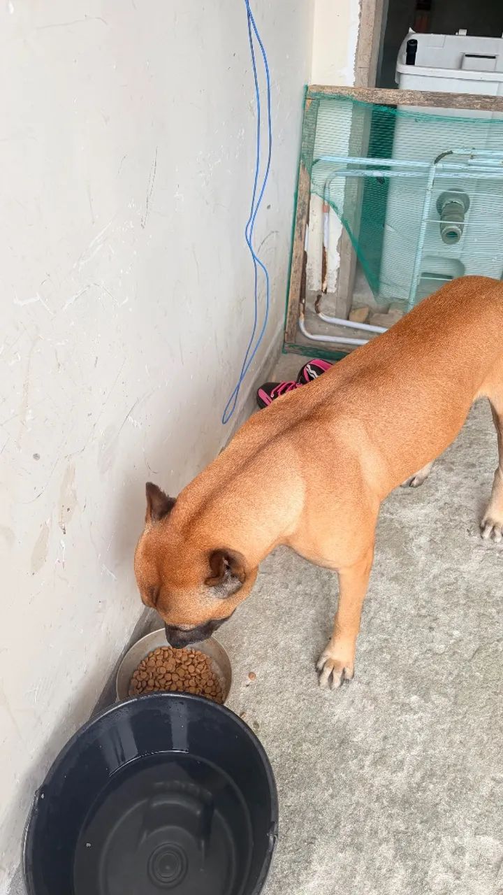 Cachorro - Foto 2